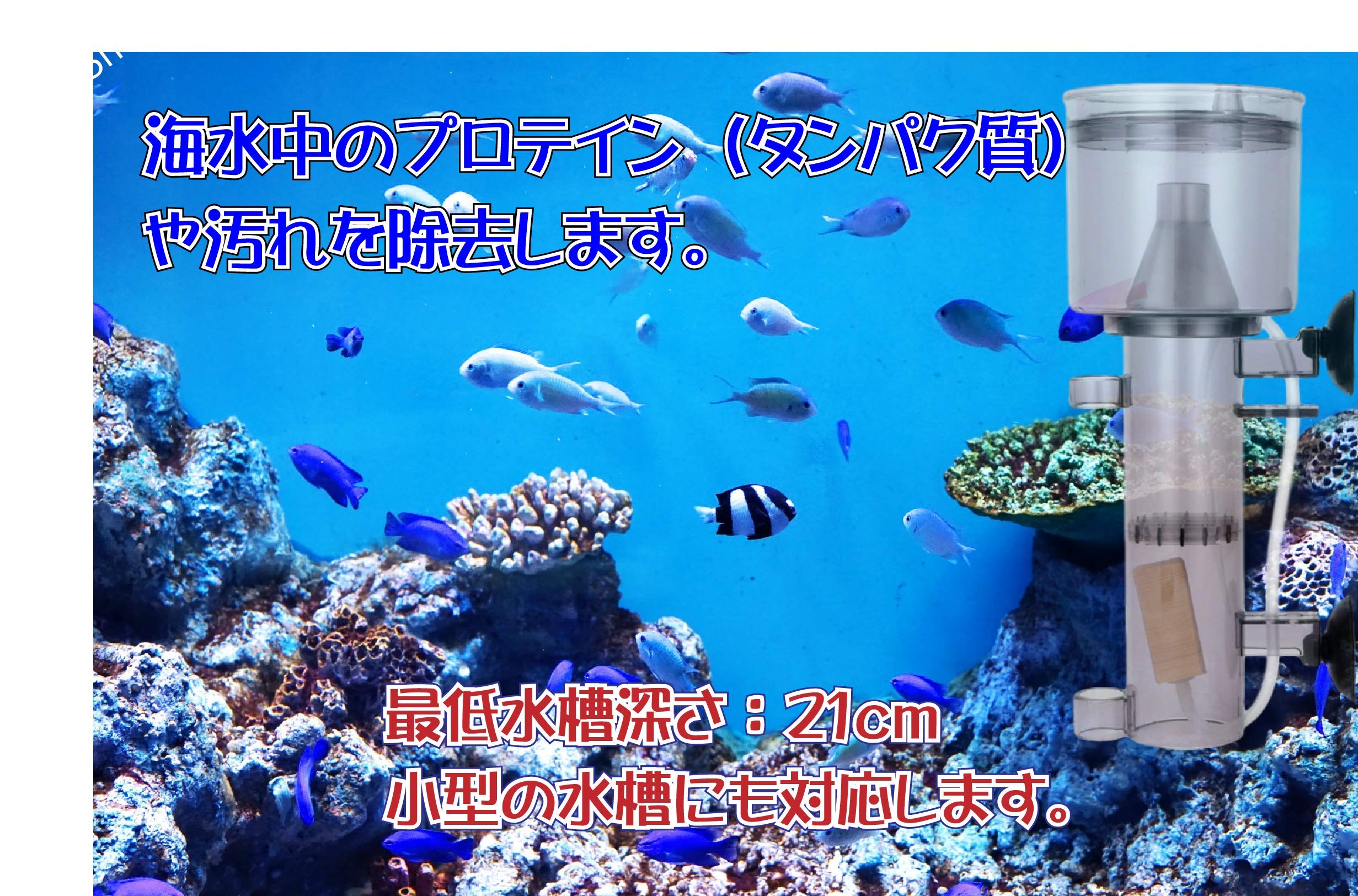 Amazon | 海水魚 生体 チャーム 海水 海水魚飼育用 プロテインスキマー